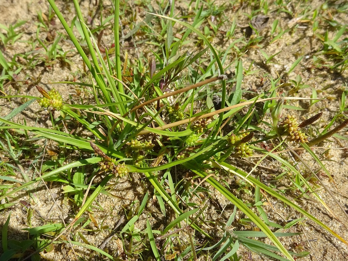 Carex viridula var. pulchella (Cyperaceae)
